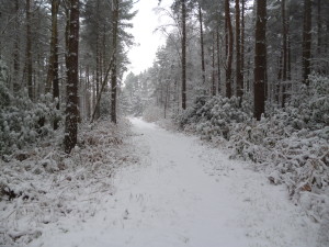Snowy_Path